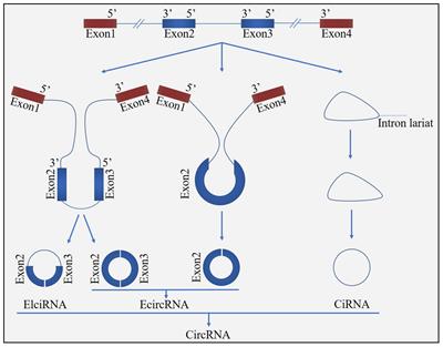 Circular RNA in Acute Central Nervous System Injuries: A New Target for Therapeutic Intervention